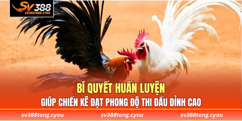 Bí quyết huấn luyện giúp chiến kê đạt phong độ thi đấu đỉnh cao