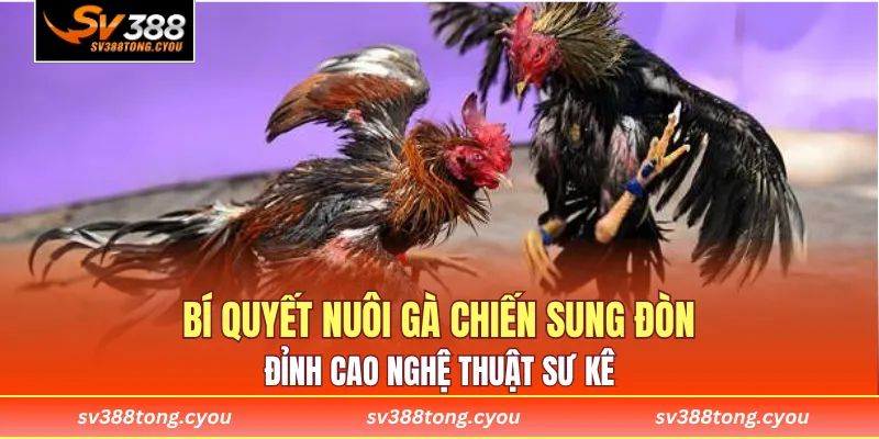 Bí Quyết Nuôi Gà Chiến Sung Đòn - Đỉnh Cao Nghệ Thuật Sư Kê