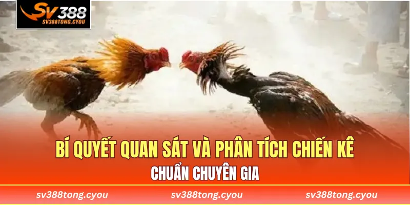 Bí quyết quan sát và phân tích chiến kê chuẩn chuyên gia