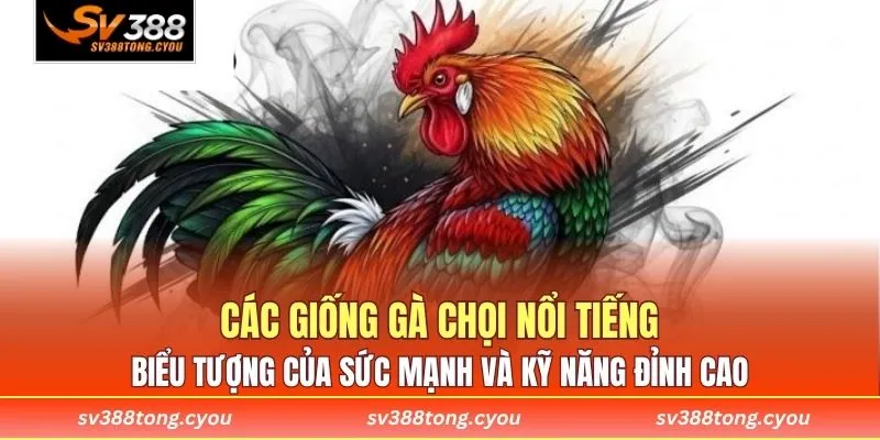 Các giống gà chọi nổi tiếng - Biểu tượng của sức mạnh và kỹ năng đỉnh cao