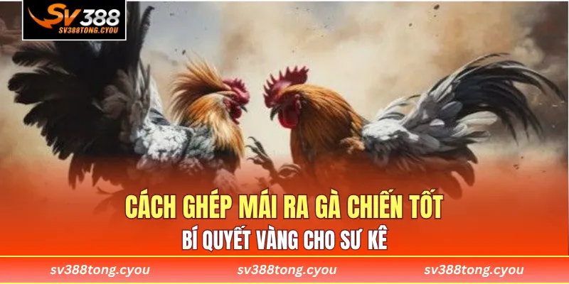 Cách Ghép Mái Ra Gà Chiến Tốt - Bí Quyết Vàng Cho Sư Kê