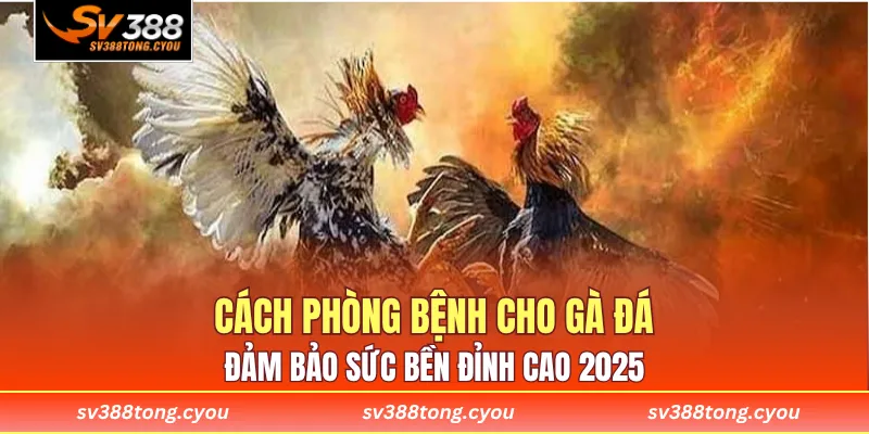 Cách Phòng Bệnh Cho Gà Đá – Đảm Bảo Sức Bền Đỉnh Cao 2025