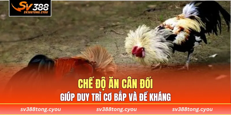 Chế độ ăn cân đối giúp duy trì cơ bắp và đề kháng