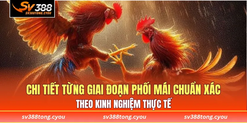 Chi tiết từng giai đoạn phối mái chuẩn xác theo kinh nghiệm thực tế