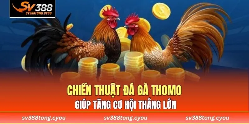 Chiến thuật đá gà Thomo giúp tăng cơ hội thắng lớn
