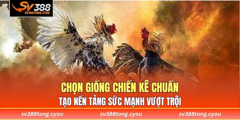 Chọn giống chiến kê chuẩn tạo nền tảng sức mạnh vượt trội