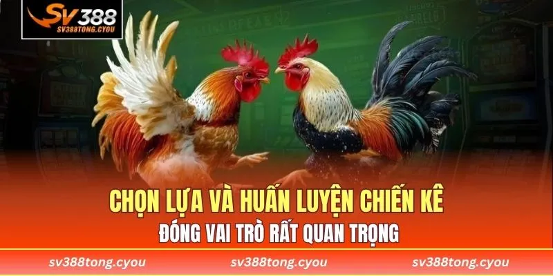 Chọn lựa và huấn luyện chiến kê đóng vai trò rất quan trọng