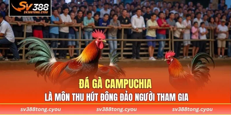 Đá gà Campuchia là môn thể thao thu hút đông đảo người tham gia