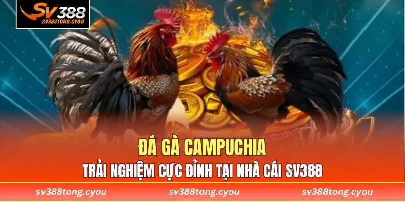 Đá Gà Campuchia - Trải Nghiệm Cực Đỉnh Tại Nhà Cái SV388