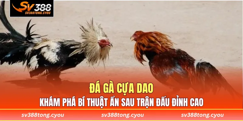 Đá Gà Cựa Dao - Khám Phá Bí Thuật Ẩn Sau Trận Đấu Đỉnh Cao