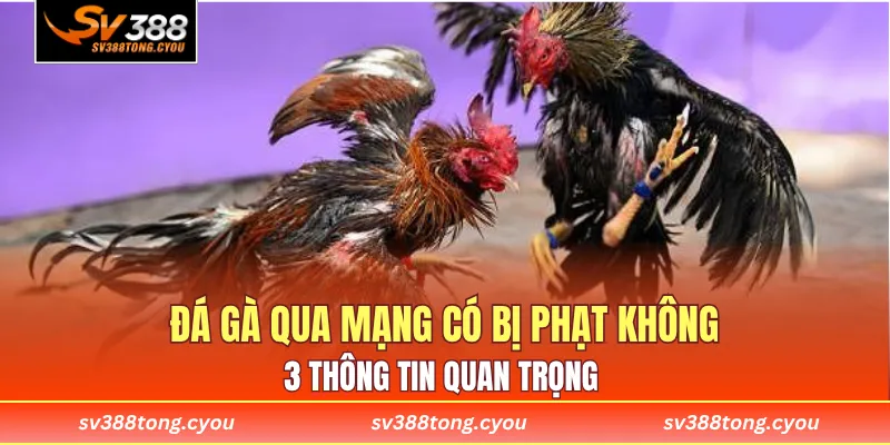 Đá Gà Qua Mạng Có Bị Phạt Không? 3 Thông Tin Quan Trọng 