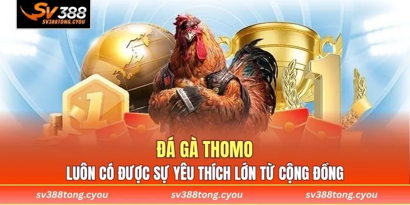 Đá gà Thomo luôn có được sự yêu thích lớn từ cộng đồng