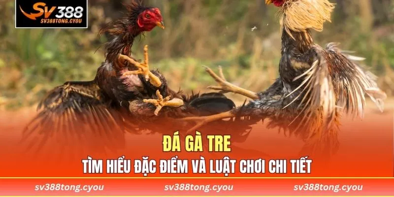 Đá Gà Tre - Tìm Hiểu Đặc Điểm Và Luật Chơi Chi Tiết
