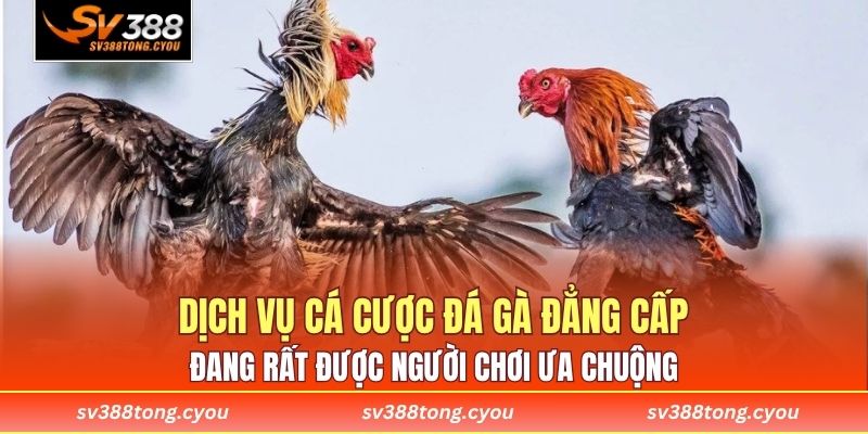 Dịch vụ cá cược đá gà đẳng cấp đang rất được người chơi ưa chuộng 