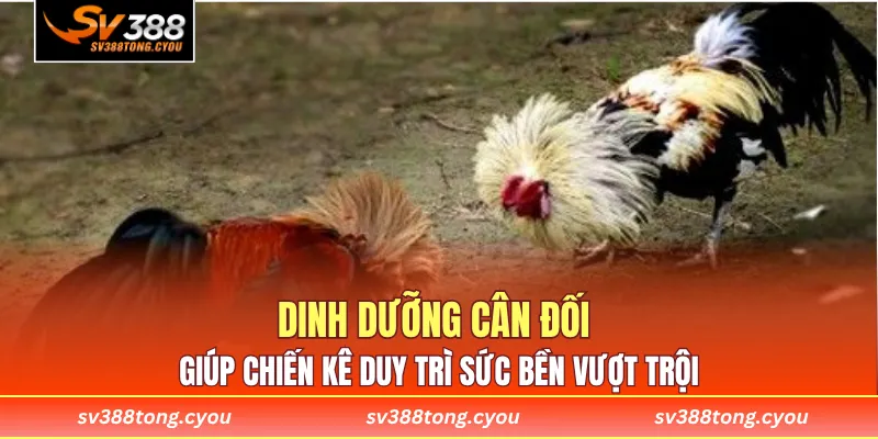 Dinh dưỡng cân đối giúp chiến kê duy trì sức bền vượt trội