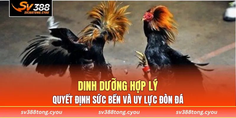 Dinh dưỡng hợp lý quyết định sức bền và uy lực đòn đá