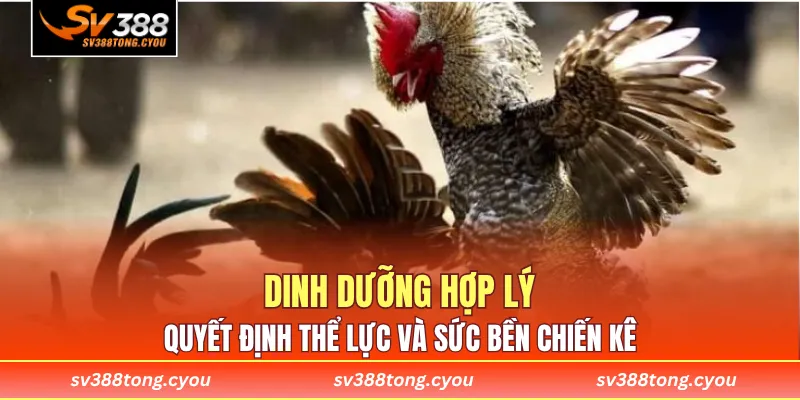 Dinh dưỡng hợp lý quyết định thể lực và sức bền chiến kê