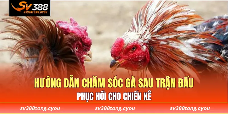 Hướng Dẫn Chăm Sóc Gà Sau Trận Đấu - Phục Hồi Cho Chiến Kê