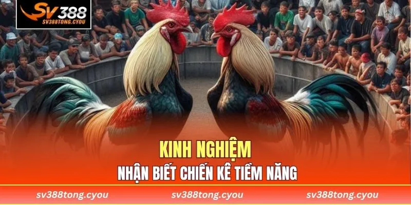 Kinh nghiệm nhận biết chiến kê tiềm năng