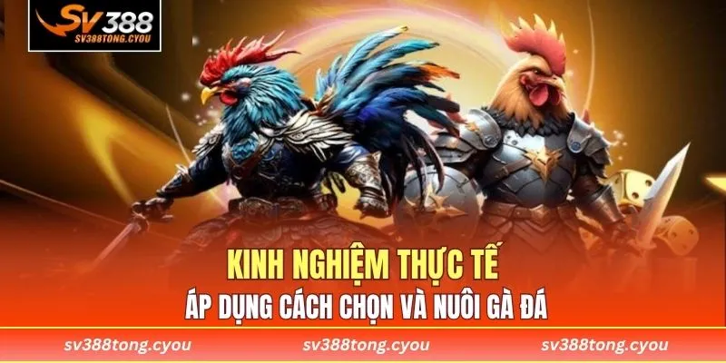 Kinh nghiệm thực tế áp dụng cách chọn và nuôi gà đá