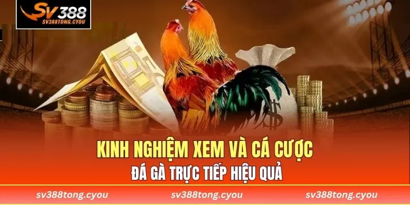 Kinh nghiệm xem và cá cược đá gà trực tiếp hiệu quả