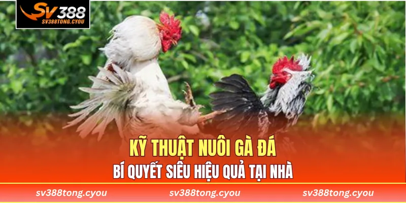 Kỹ Thuật Nuôi Gà Đá - Bí Quyết Siêu Hiệu Quả Tại Nhà