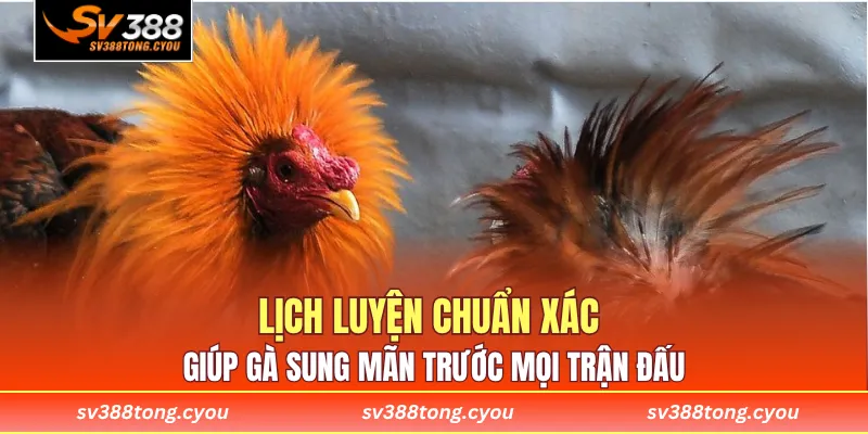 Lịch luyện chuẩn xác giúp gà sung mãn trước mọi trận đấu