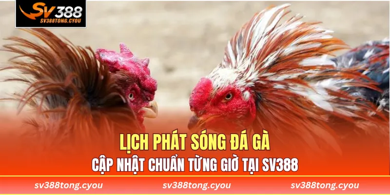Lịch Phát Sóng Đá Gà – Cập Nhật Chuẩn Từng Giờ Tại SV388