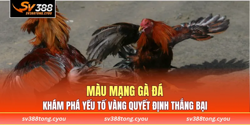 Màu Mạng Gà Đá – Khám Phá Yếu Tố Vàng Quyết Định Thắng Bại