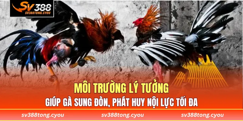 Môi trường lý tưởng giúp gà sung đòn, phát huy nội lực tối đa