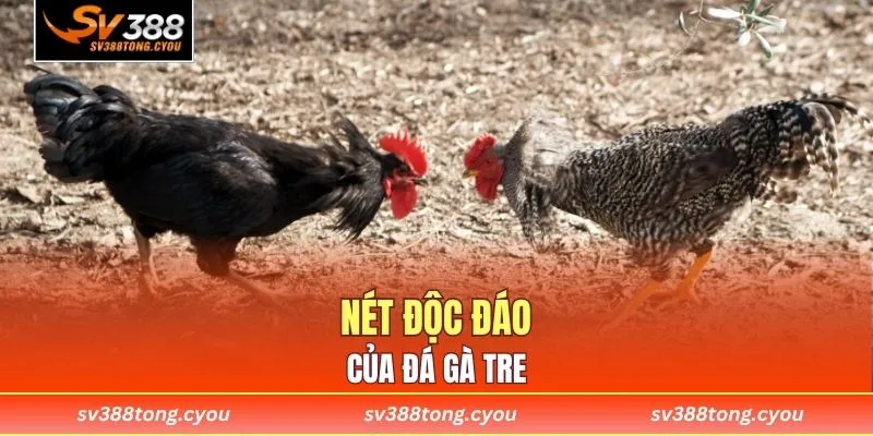 Nét độc đáo của đá gà tre