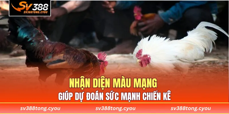 Nhận diện màu mạng giúp dự đoán sức mạnh chiến kê