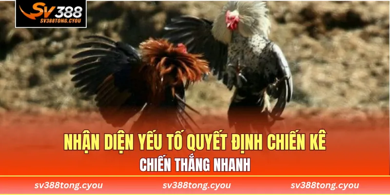 Nhận diện yếu tố quyết định chiến kê chiến thắng nhanh