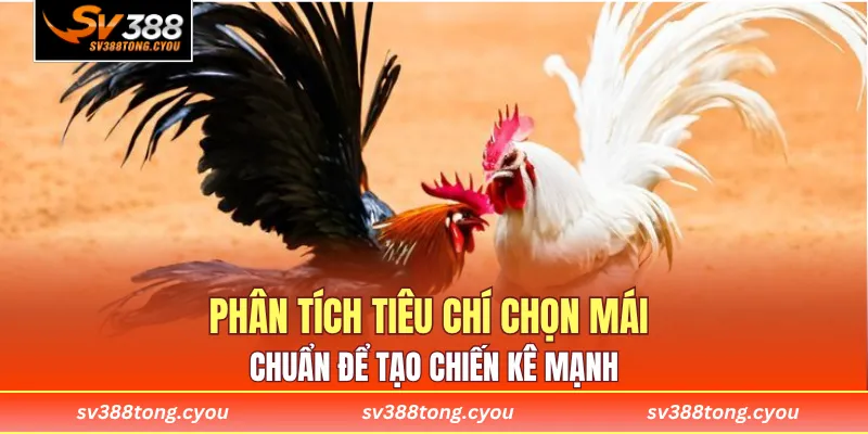 Phân tích tiêu chí chọn mái chuẩn để tạo chiến kê mạnh