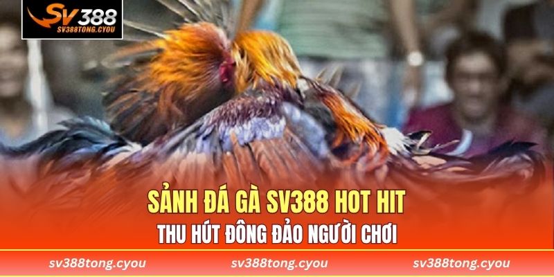 Sảnh đá gà SV388 hot hit thu hút đông đảo người chơi 