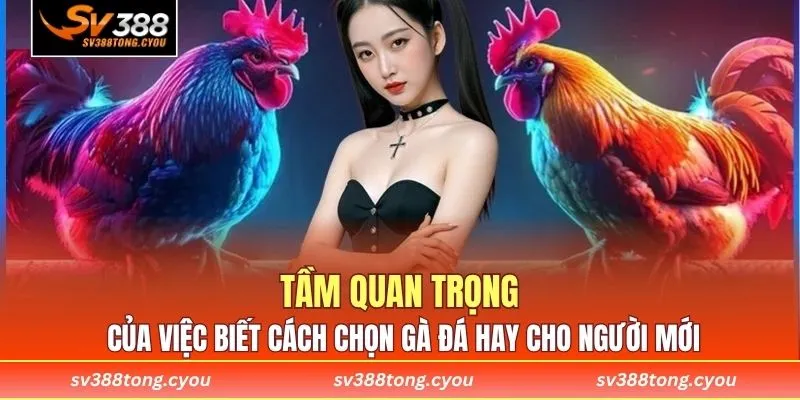 Tầm quan trọng của việc biết cách chọn gà đá hay cho người mới