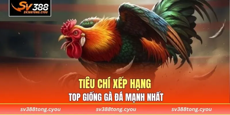 Tiêu chí xếp hạng top giống gà đá mạnh nhất