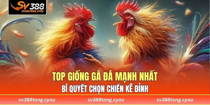 Top Giống Gà Đá Mạnh Nhất – Bí Quyết Chọn Chiến Kê Đỉnh