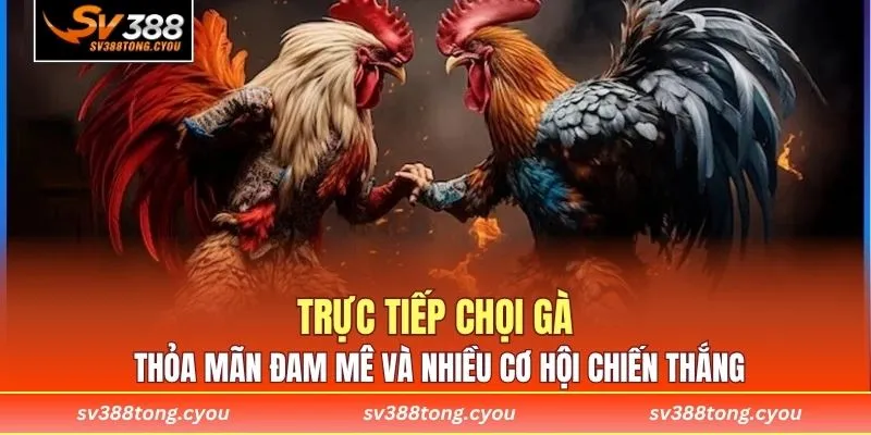 Trực tiếp chọi gà thỏa mãn đam mê và nhiều cơ hội chiến thắng