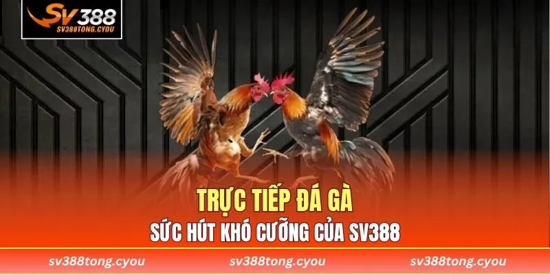 Trực tiếp đá gà - Sức hút khó cưỡng của SV388