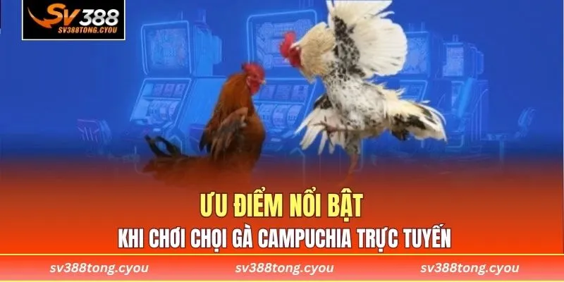 Ưu điểm nổi bật khi chơi chọi gà Campuchia trực tuyến
